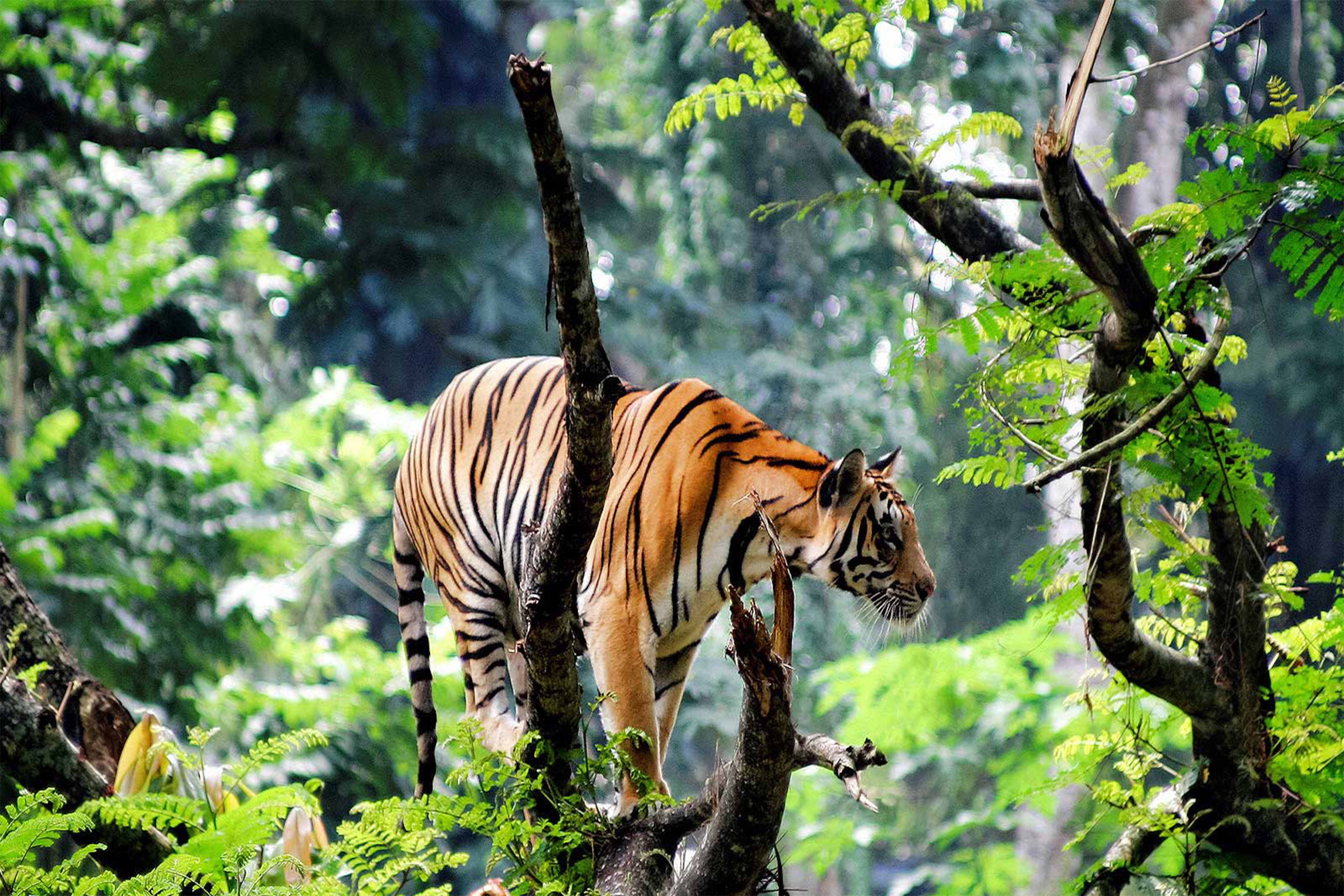 A Bengal tiger with striped fur perched on a tree branch in a lush green jungle.
