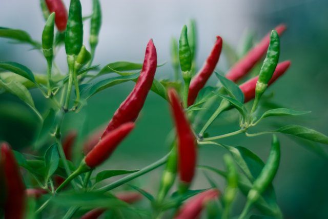 SPICE GARDEN VISIT