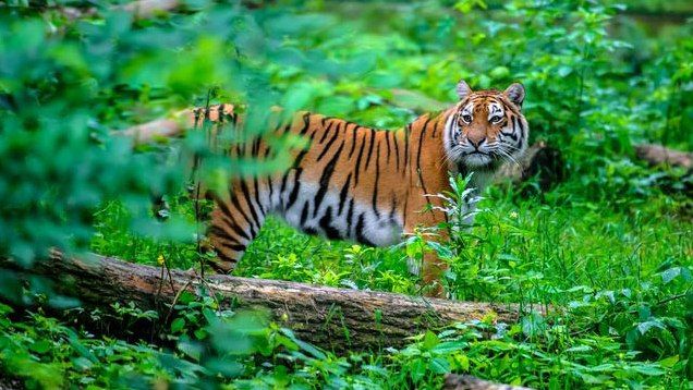PERIYAR TIGER TRAIL