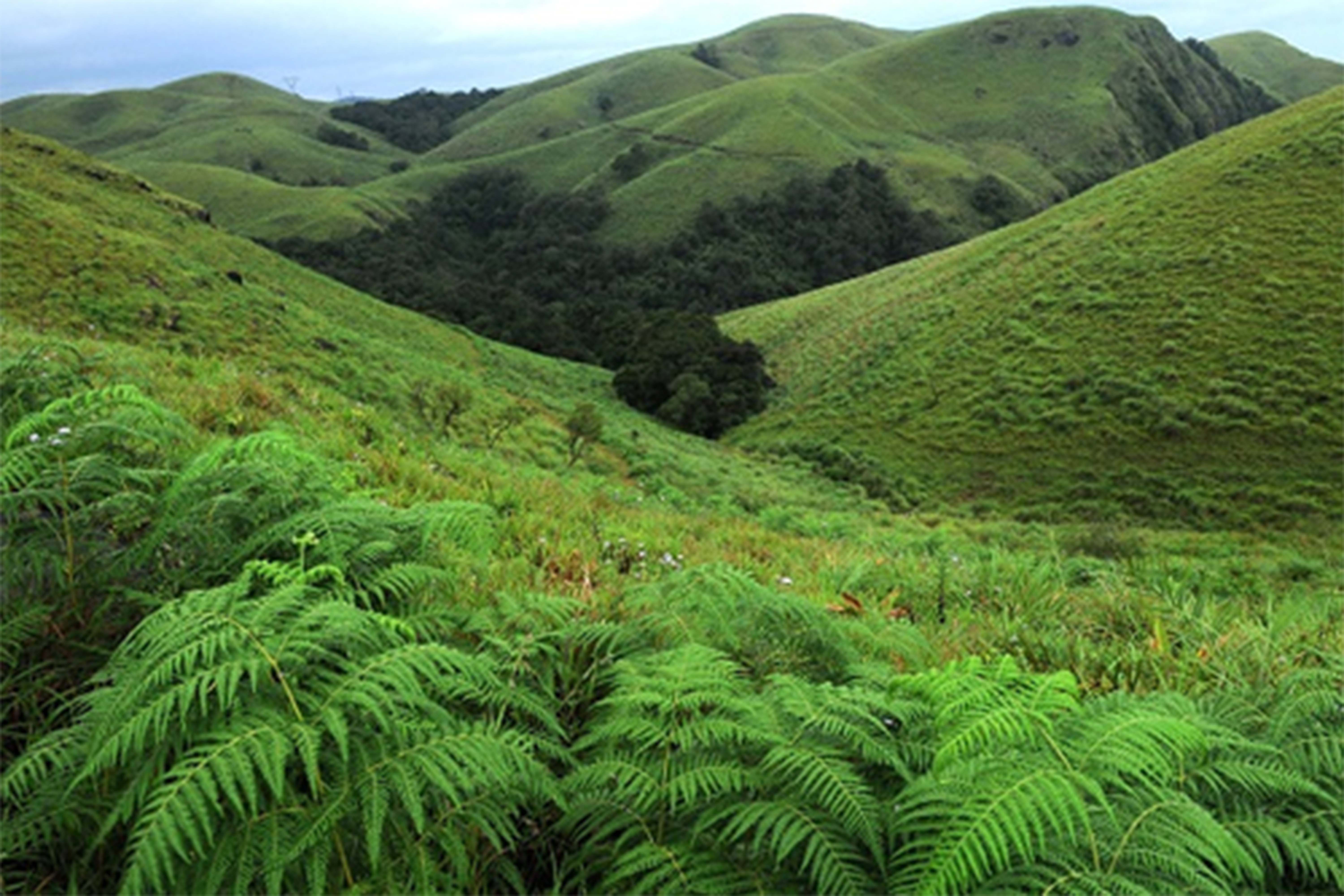 Lush green rolling hills with dense fern vegetation in the foreground under a cloudy sky.