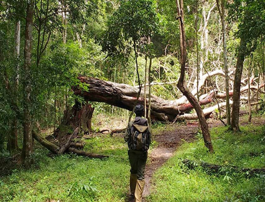 PUGMARK TRAIL
